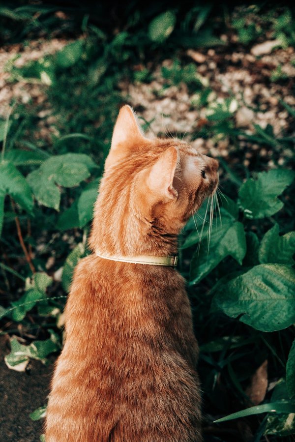 Comment créer un jardin amical et sécurisé pour les chiens ?