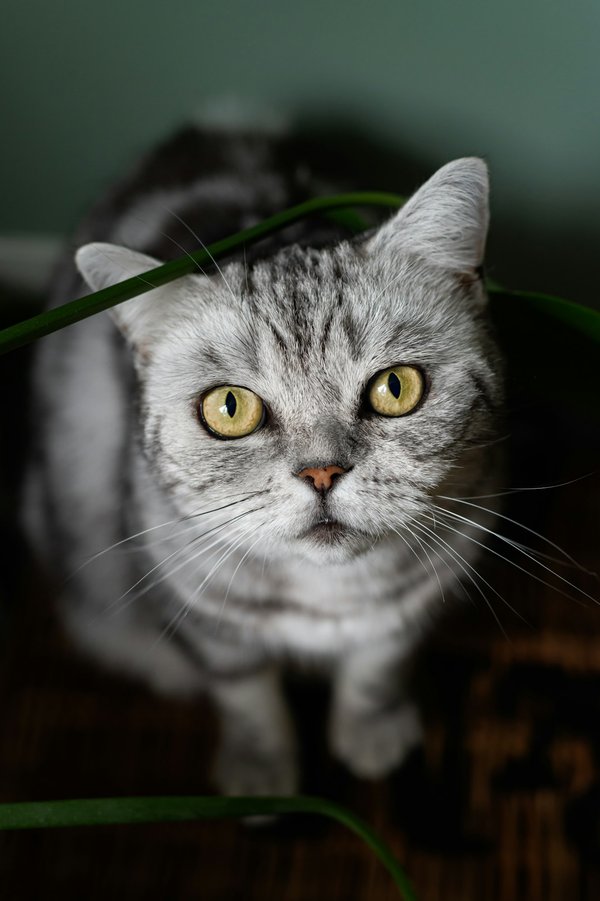 Découvrez les bienfaits de l'argent colloïdal pour vos animaux